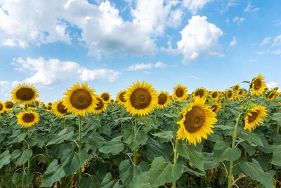 Sunflower Field Under Blue Sky