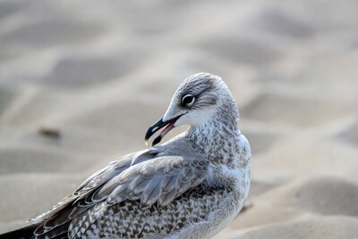 Seagull on beach sand