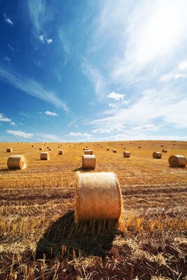 Hay bales in golden field