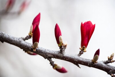 Red Magnolia Buds on Branch