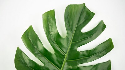 Monstera Leaf on White Background