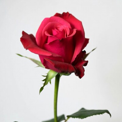 Red Rose on White Background