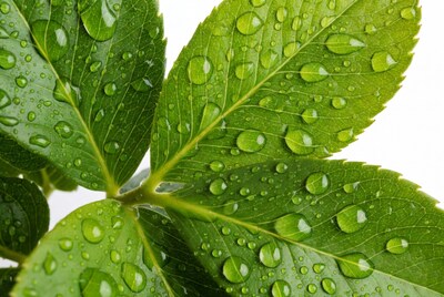 Green Leaf with Water Droplets