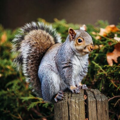 Gray squirrel on wooden stump