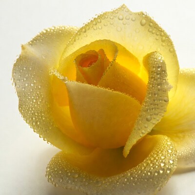 Yellow Rose with Dew Drops