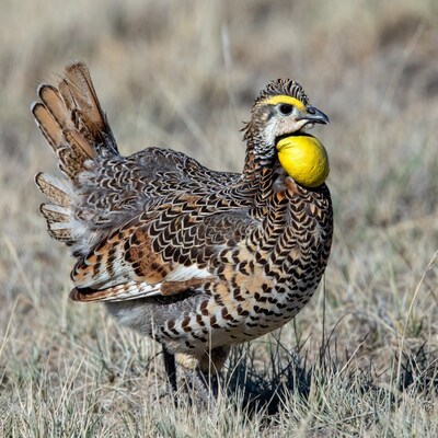 Greater Prairie Chicken holding yellow egg