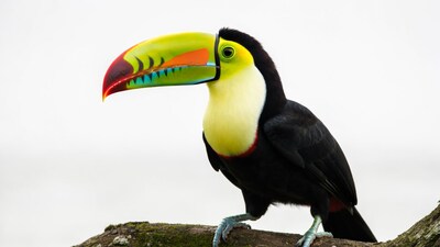 Colorful Toucan Perched on Branch