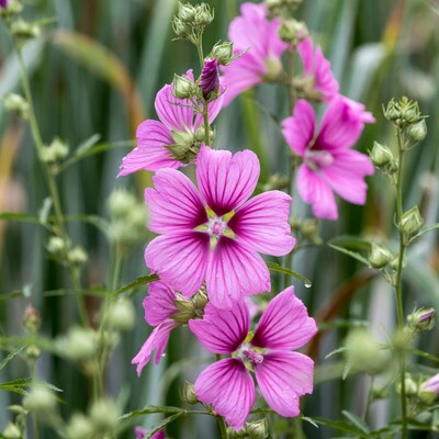 Pink mallow flowers with water droplets