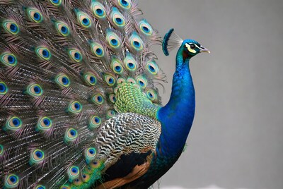 Peacock displaying vibrant tail feathers