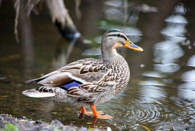 Mallard Duck Standing in Water