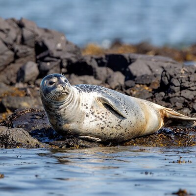 Harbor seal on rocky shore