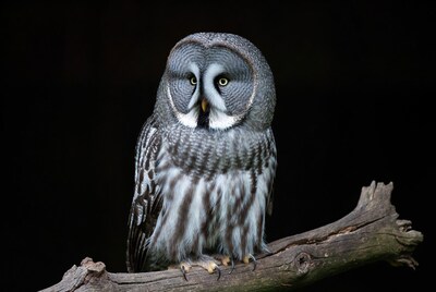 Great Grey Owl on branch