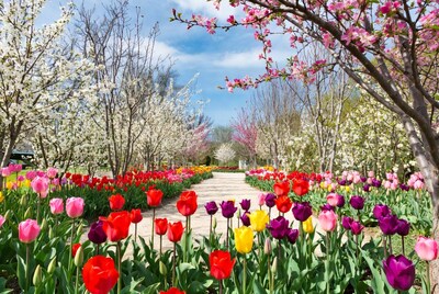 Colorful Tulip Path with Cherry Blossoms