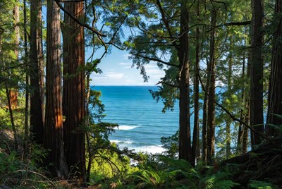 Ocean view through redwood trees