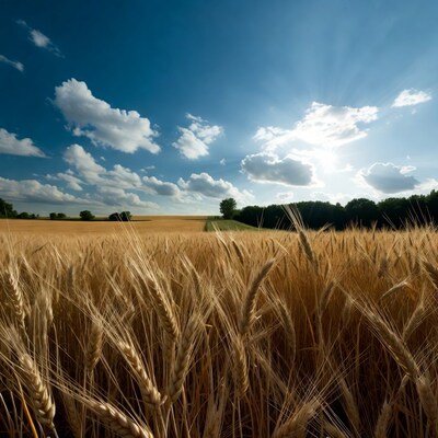 Golden Wheat Field Under Sunny Blue Sky