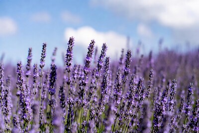 Lavender Field Under Blue Sky