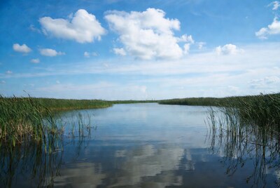 Reeds Framing Calm Marsh Water