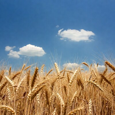 Golden Wheat Field Under Blue Sky