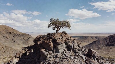 Lone Tree on Rocky Desert Hill