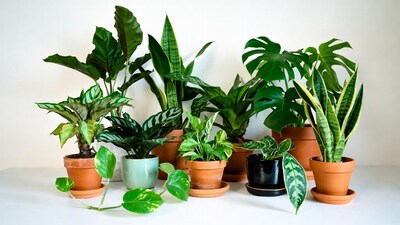 Variety of houseplants in pots