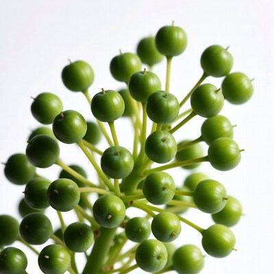 Green berries on stems