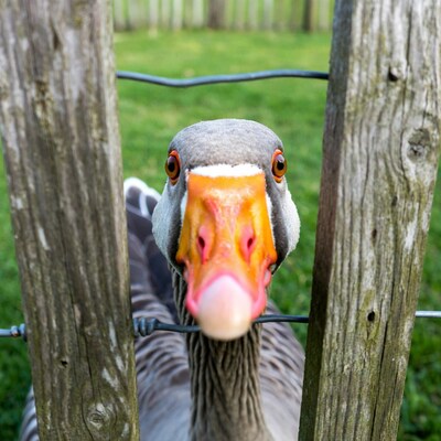 Goose peeking through wooden fence