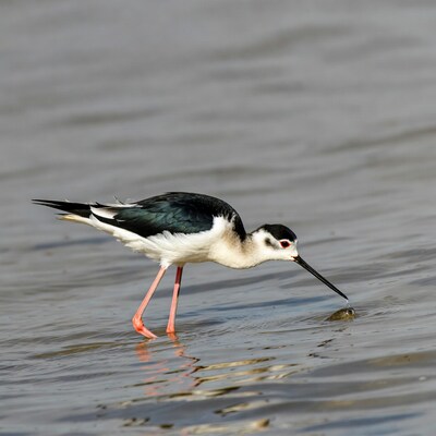 Black-winged Stilt catching fish