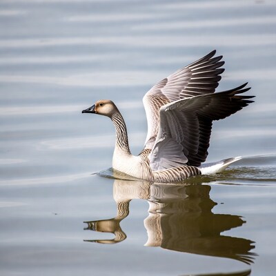Egyptian Goose Spreading Wings on Water