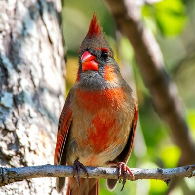 Northern Cardinal perched on branch