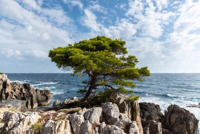 Aleppo Pine on Rocky Cliff Over Sea