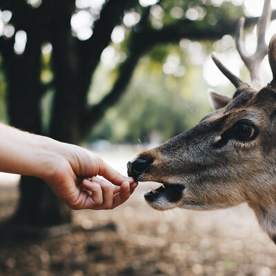 Hand feeding deer in forest
