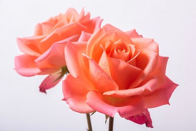 Two Orange Roses on White Background