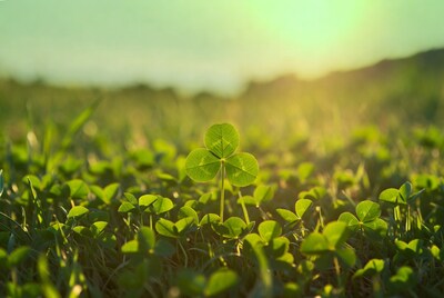 Four-leaf clover in green field