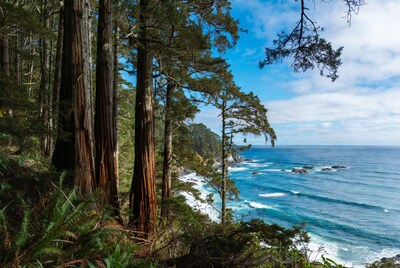 Redwoods Overlooking Ocean Cliff