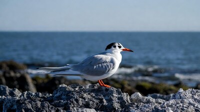 Elegant Tern on Rocky Seashore