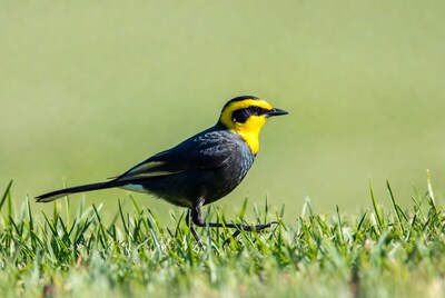 Golden-crowned Sparrow in Grass