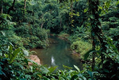 Tropical River in Dense Jungle