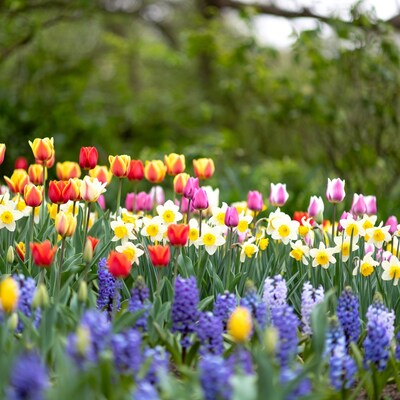 Colorful Tulips and Hyacinths in Garden