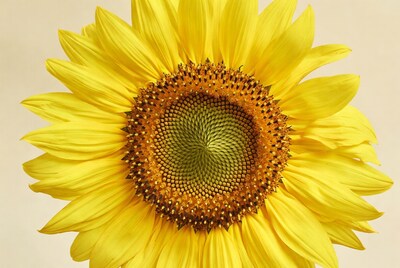 Close-up sunflower with detailed center