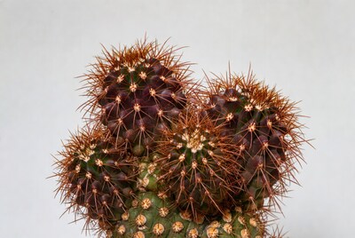 Clustered Mammillaria Cactus on White Background