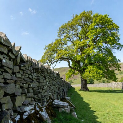 Oak Tree by Stone Wall