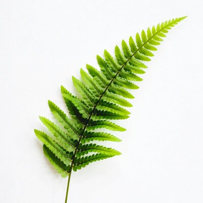 Green fern leaf on white background