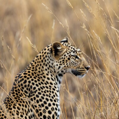 Leopard in tall grass