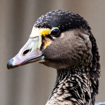 Black-bellied Whistling Duck Profile