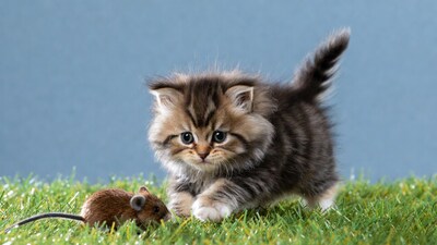 Kitten chasing mouse on grass