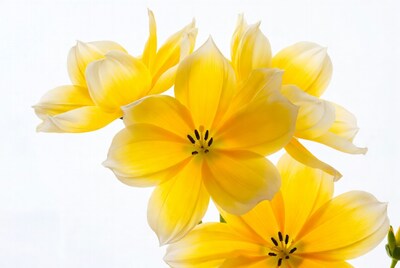 Yellow Tulips on White Background
