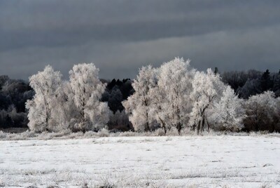 Frost-covered trees in snowy field