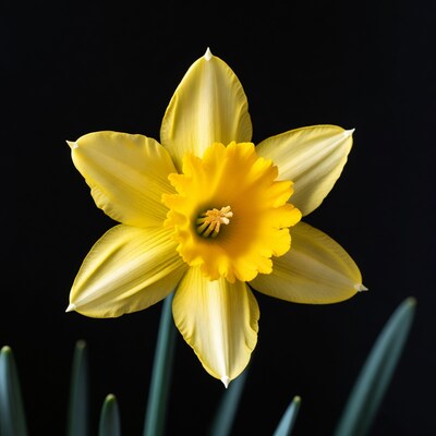 Yellow Daffodil on Black Background