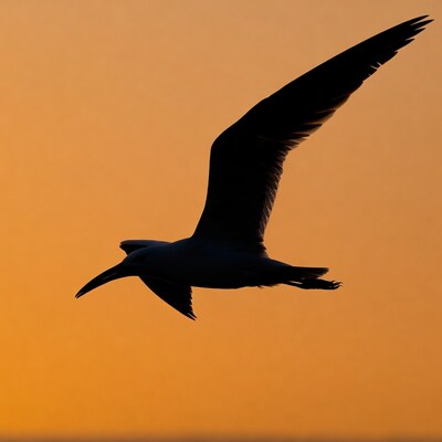 Silhouette of flying tropicbird at sunset