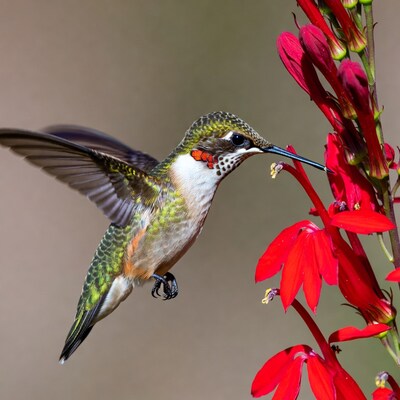 Hummingbird feeding on red flowers